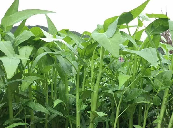 水生蔬菜種植 水生蔬菜種植
