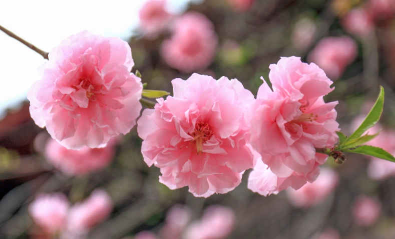 櫻花樹養護 櫻花樹養護