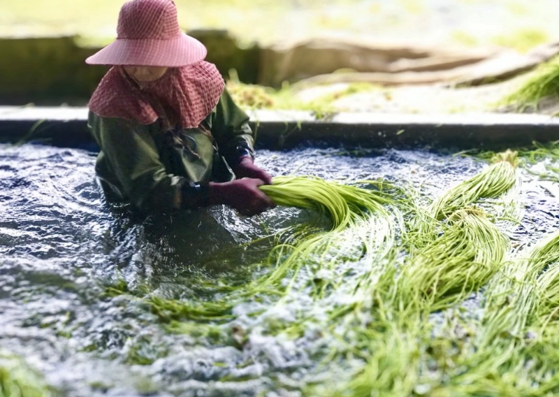 水蓮水耕方法 水蓮水耕方法
