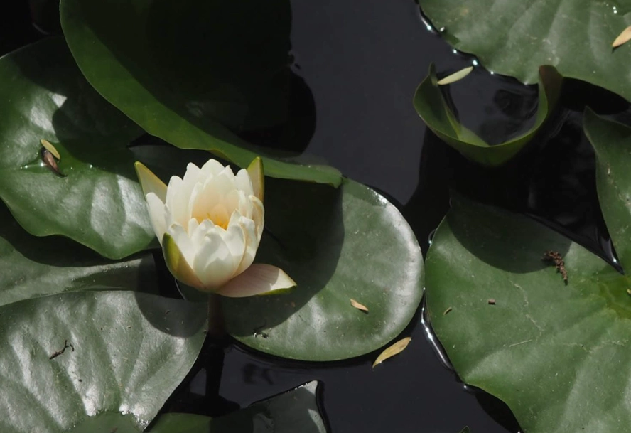 水蓮種子發芽 水蓮種子發芽
