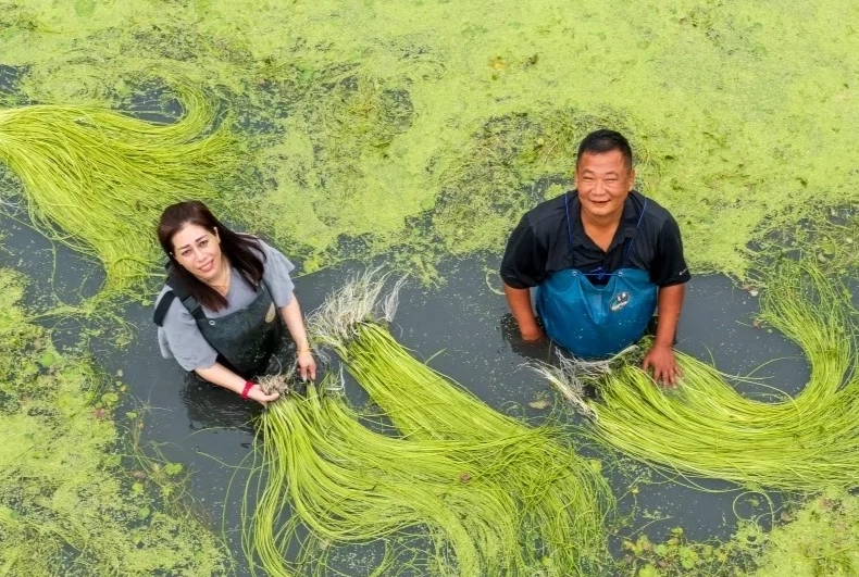 水蓮水耕技術 水蓮水耕技術