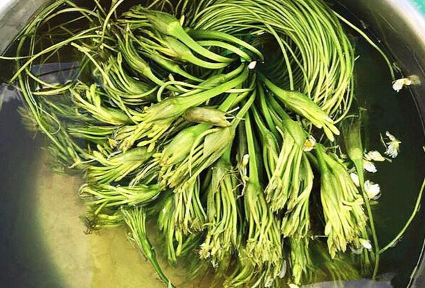 水蓮菜栽培方法 水蓮菜栽培方法