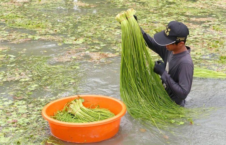 水蓮水耕方法 水蓮水耕方法