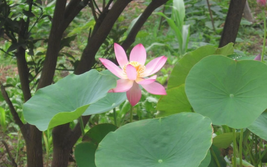 水蓮種子發芽 水蓮種子發芽