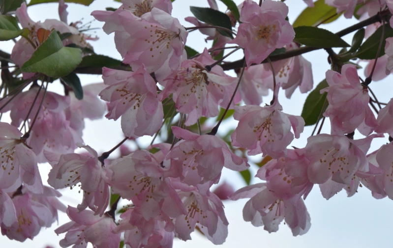 櫻花開花技巧 櫻花開花技巧