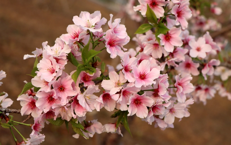 櫻花樹養護 櫻花樹養護