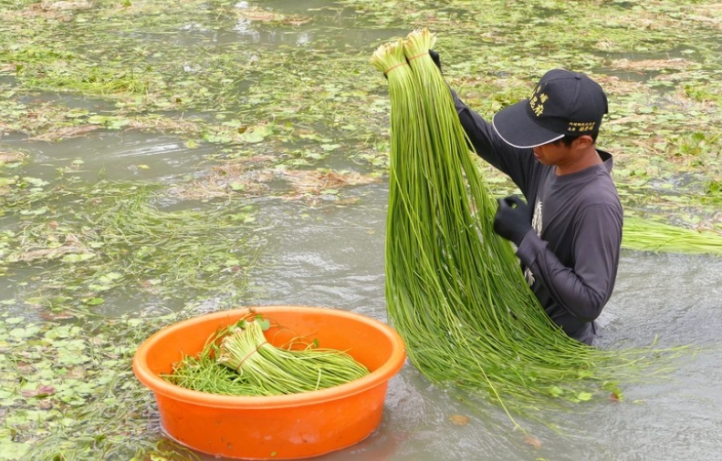 水蓮菜栽培方法 水蓮菜栽培方法