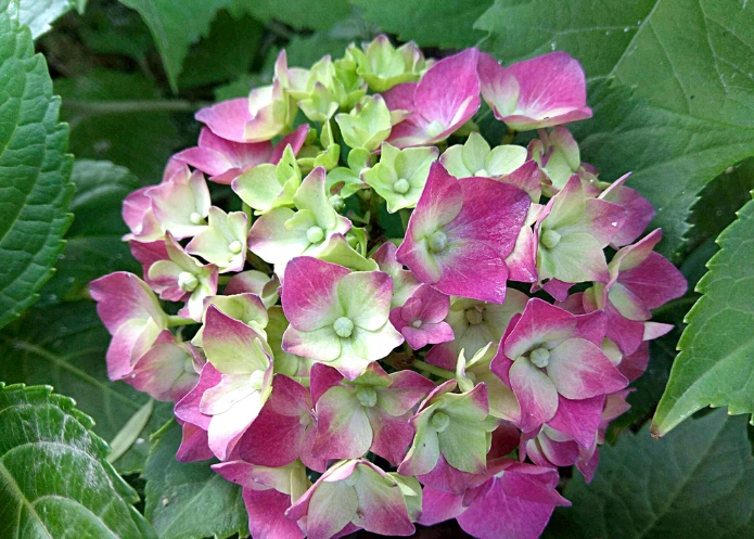 繡球花照顧