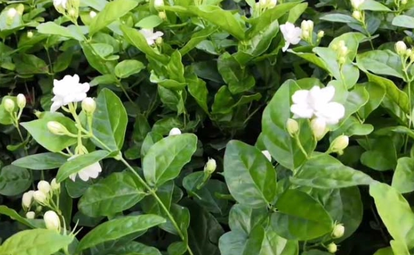 茉莉花土壤配方
