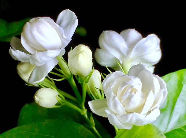 茉莉花香氣 茉莉花香氣