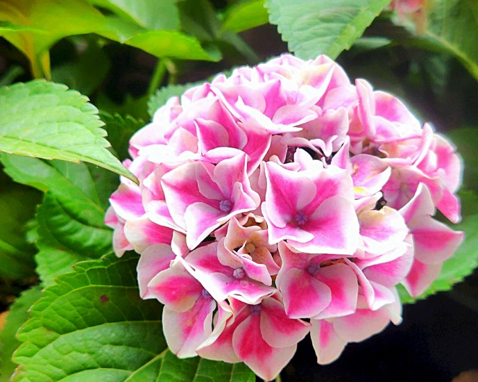 繡球花種植