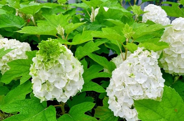 綉球花照顾