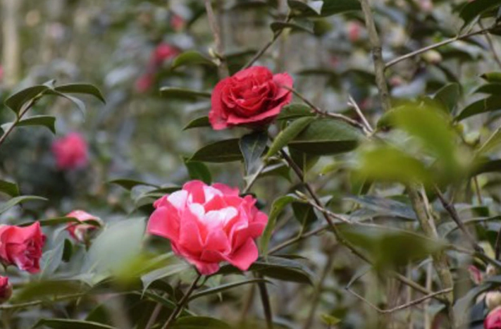 茶花摘心好處 茶花摘心好處