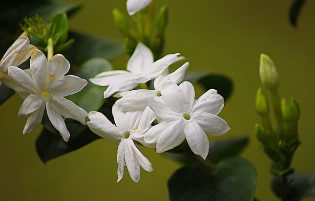 茉莉花照顧方法 茉莉花照顧方法