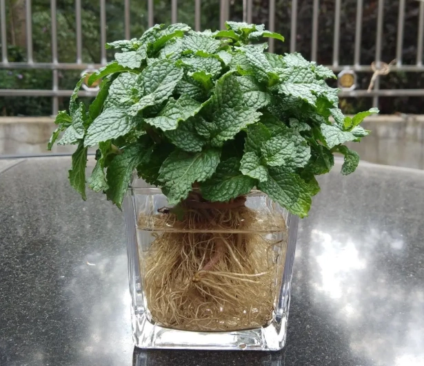 薄荷種植技巧 薄荷種植技巧