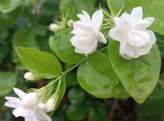 茉莉花種植技巧