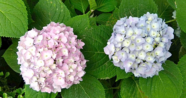 绣球花不开花原因