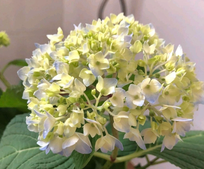 绣球花修叶方法 绣球花修叶方法