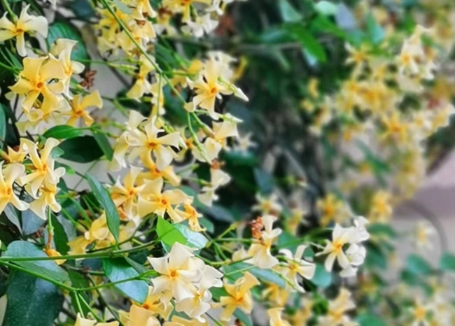室內植物茉莉花 室內植物茉莉花