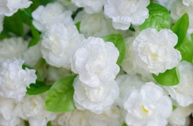茉莉花养护指南