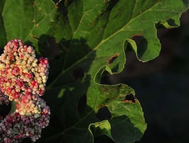 植物叶子变黄处理
