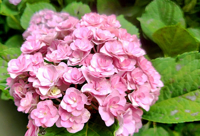 繡球花照顧