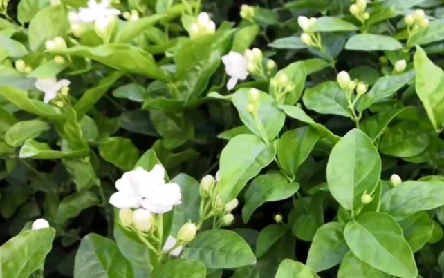 茉莉花種植 茉莉花種植