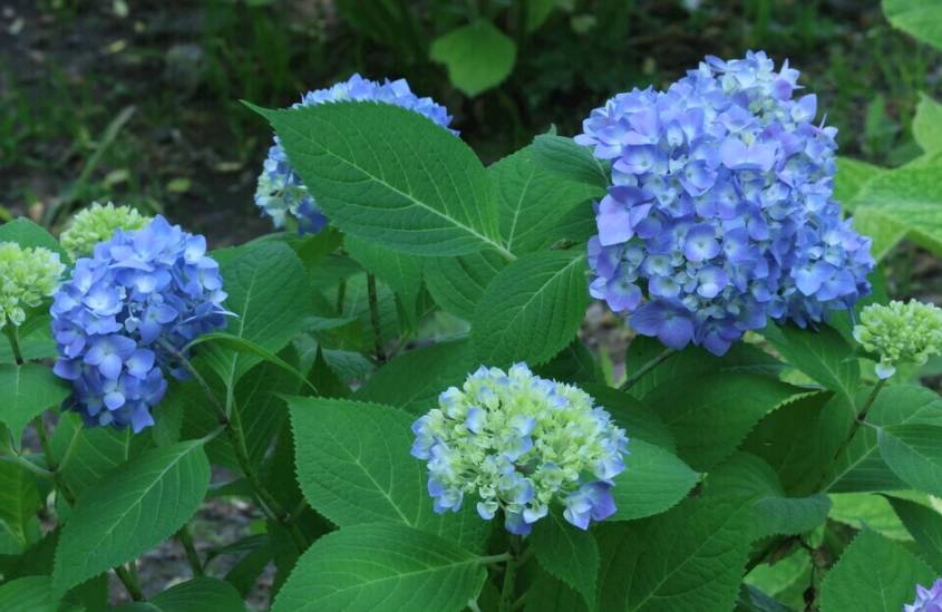 繡球花中毒處理 繡球花中毒處理