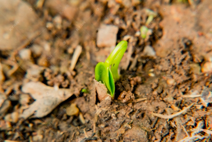 種子發芽陽光需求