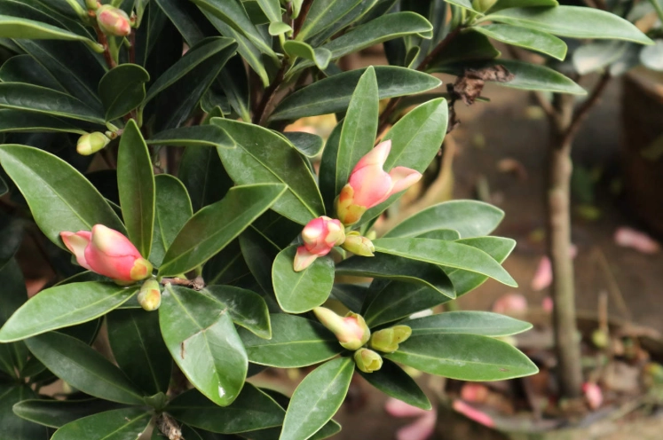 茶花種植技巧 茶花種植技巧