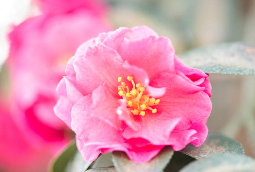 茶花养护误区