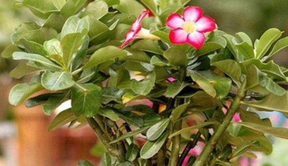 葉片變小原因 葉片變小原因