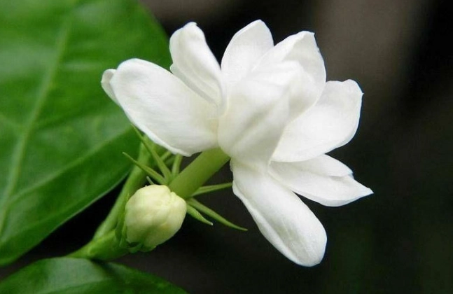 茉莉花種植 茉莉花種植