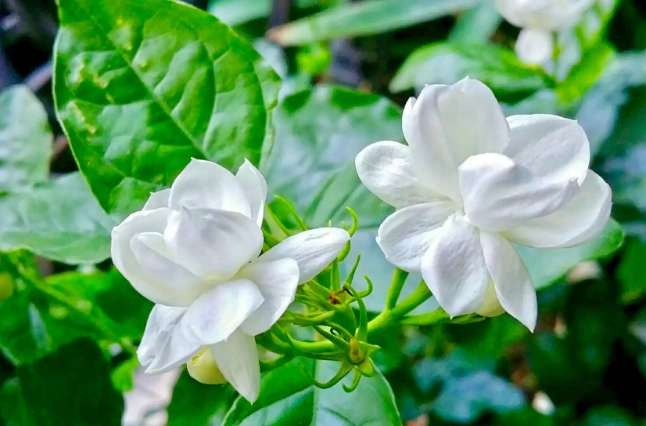 茉莉花風水