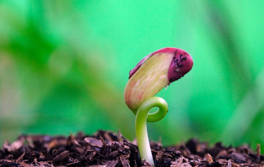 種子發芽需要光嗎