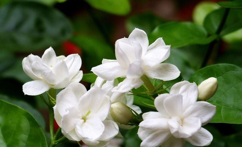香水茉莉花護理 香水茉莉花護理