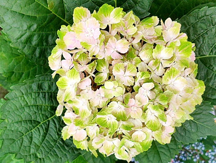 绣球花开花技巧