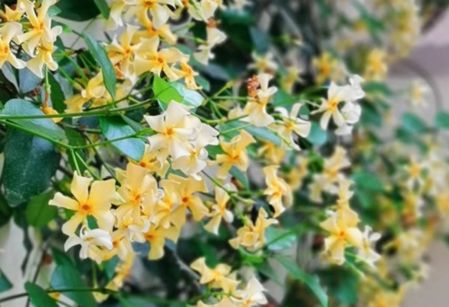 茉莉花種植技巧 茉莉花種植技巧