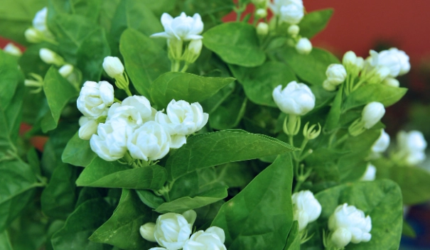 茉莉花土壤