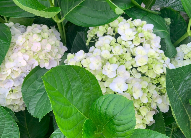 繡球花葉子修剪 繡球花葉子修剪