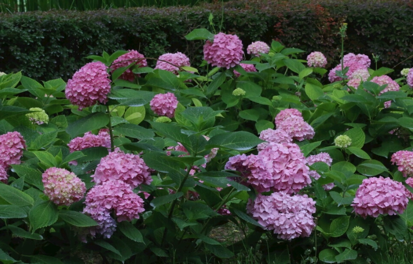 繡球花花期