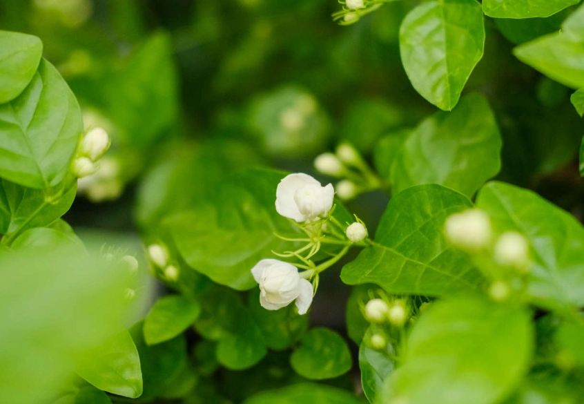 茉莉花栽培技巧 茉莉花栽培技巧