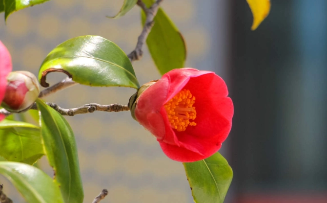 茶花養護指南