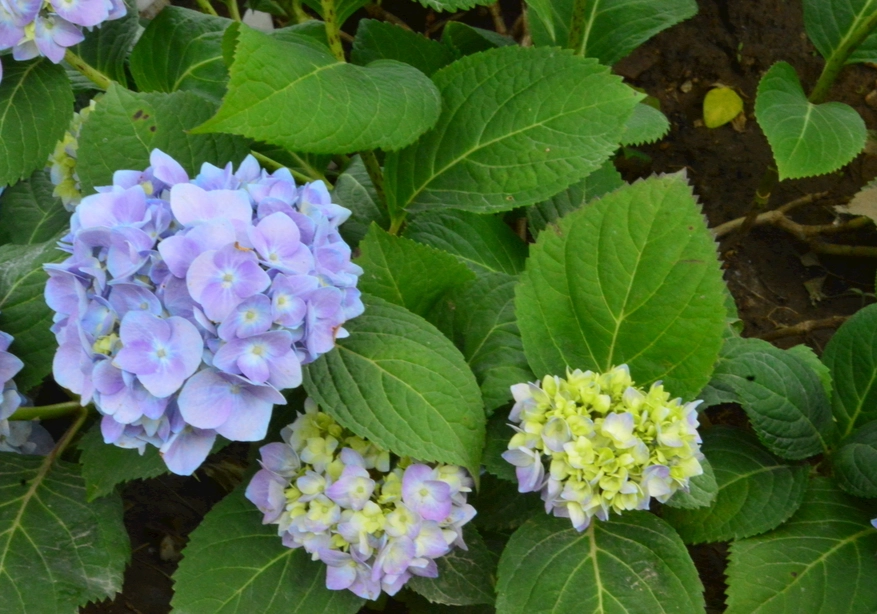 绣球花种植
