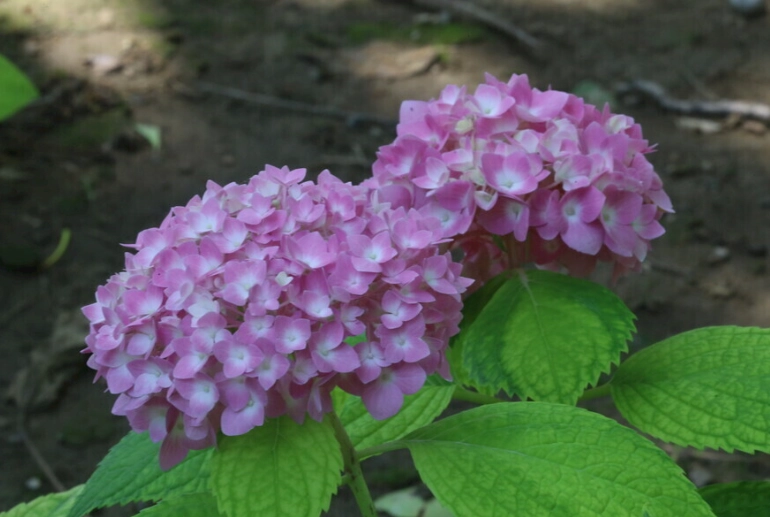 繡球花養護