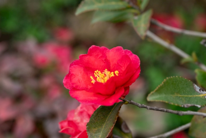 茶花摘心方法 茶花摘心方法