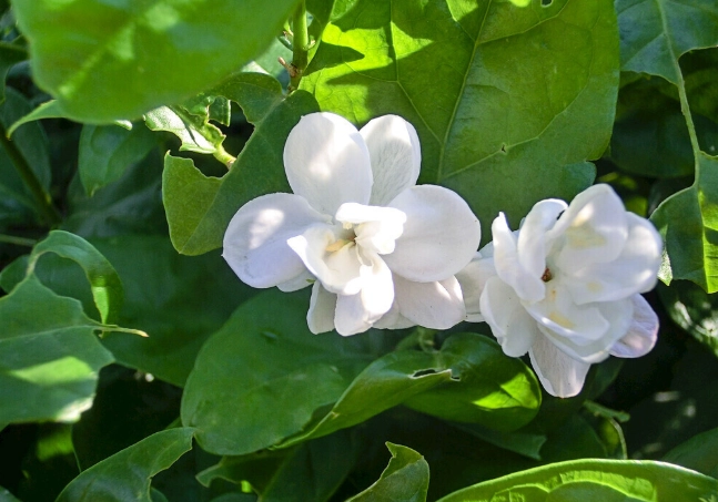 門口種茉莉花