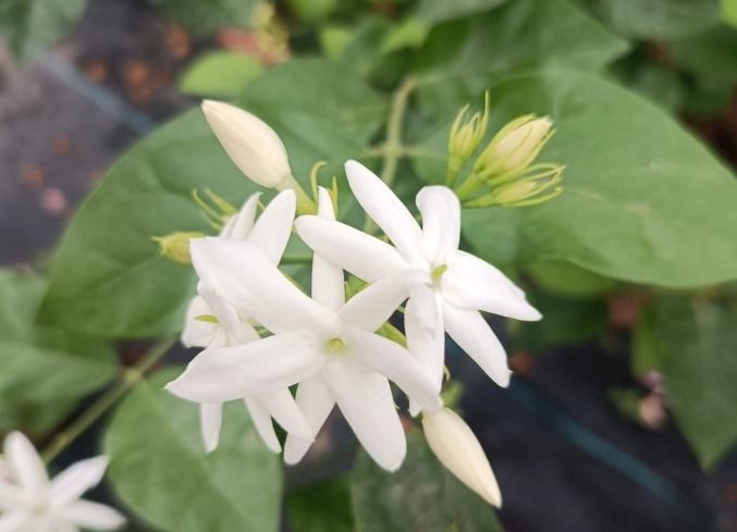 茉莉花栽培技巧 茉莉花栽培技巧