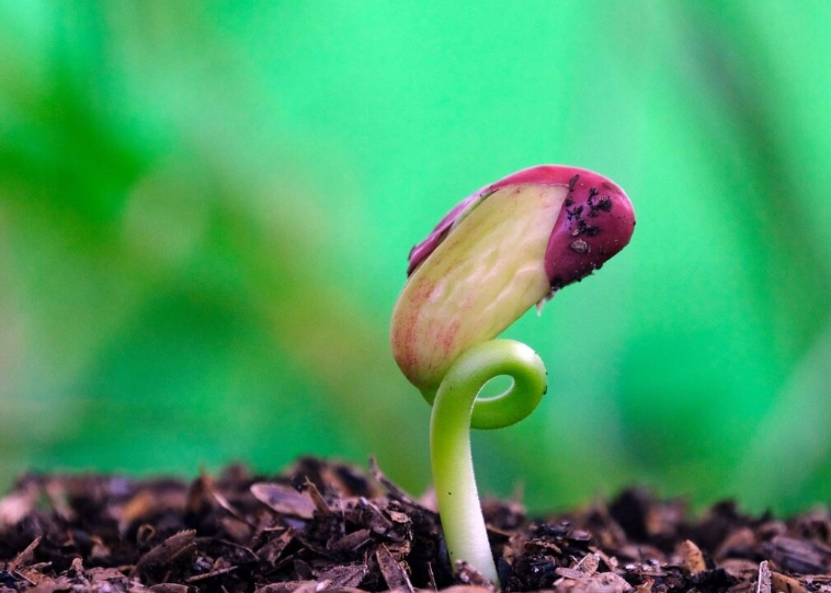 種子發芽光照條件