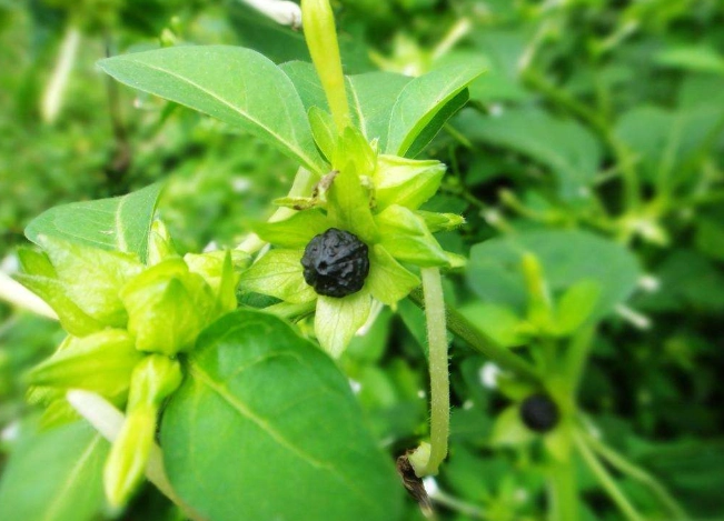 茉莉花室內種植 茉莉花室內種植